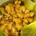 Ginger Wholesale Chinese High Quality Fresh Ginger Supplier for Wet Ginger